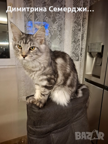 Мъжки мейн куун котенца , снимка 3 - Мейн кун - 52438961