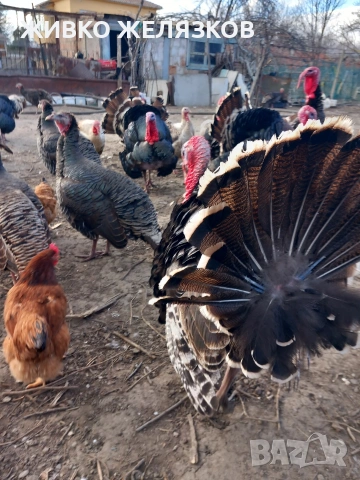 ПРОДАВАМ МЛАДИ ПЕТЛИ, ДОМАШНО ОТГЛЕДАНИ, снимка 6 - Кокошки и пуйки - 53923911