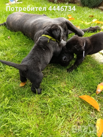 Кане Корсо кученца, снимка 7 - Кане корсо - 52353371