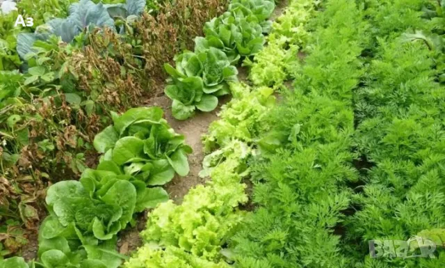 Продавам семена на Копър - реколта 2025 г., снимка 5 - Сортови семена и луковици - 49746836