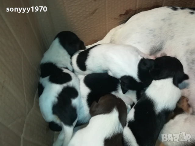 ДЖАК-СЛАДКИ БЕБЕТА 2508250707, снимка 16 - Джак ръсел териер - 51479040