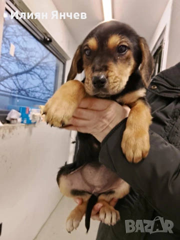 Подарявам гончета 