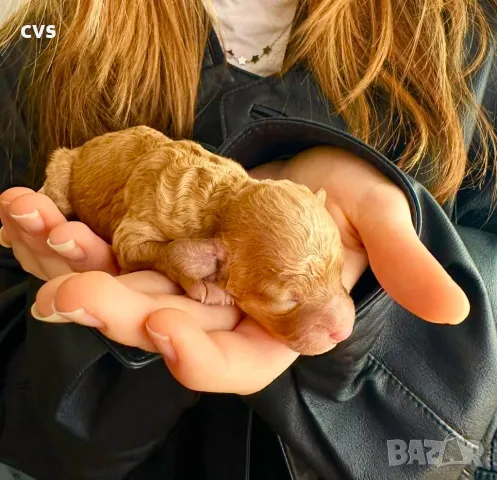 Новородени - Пудел той мини /Toy Mini Poodle - 07.03.2025 г., снимка 3 - Пудели - 49436699