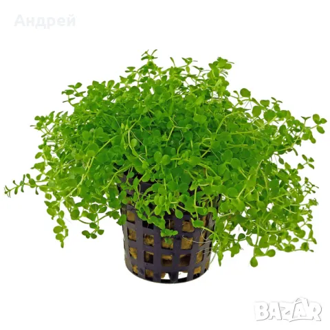 Микрантемум Монте Карло 