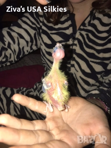 ръчно отглеждане на птици, снимка 5 - Папагали - 52415606