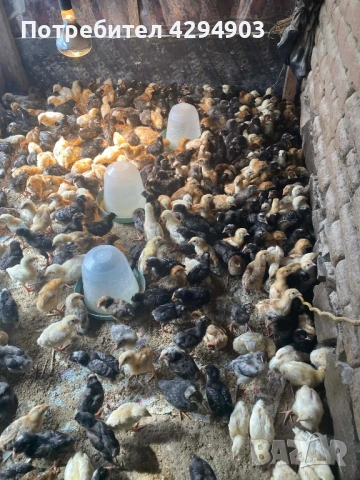 Домашни пилета супер харко, снимка 2 - Кокошки и пуйки - 53985951