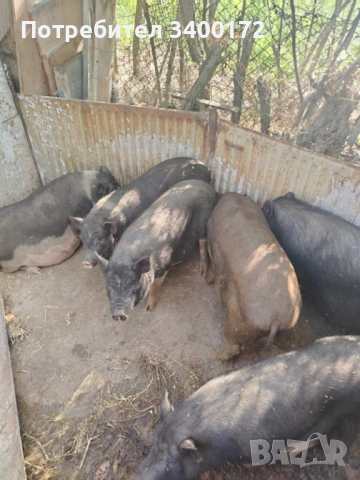 Виетнамски прасета 🐷🐷🐷