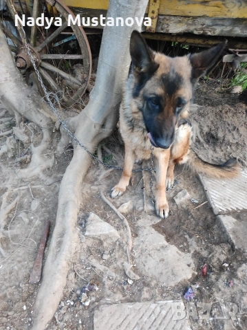 Продавам куче немска овчарка . , снимка 3 - Немска овчарка - 54161146