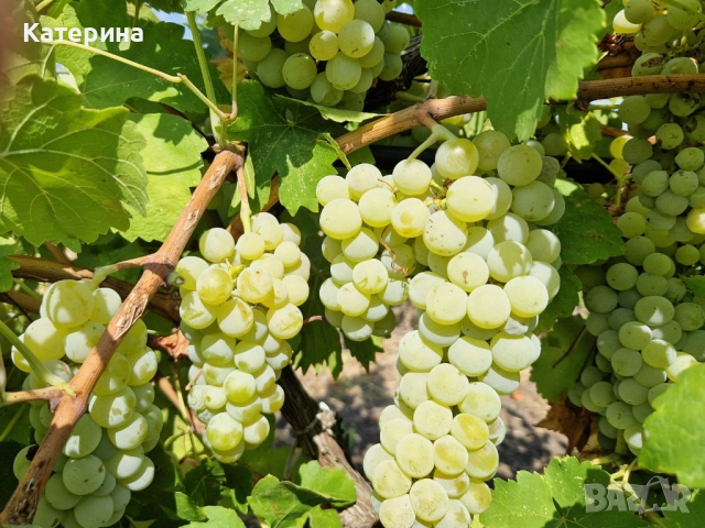 Грозде сорт Мускат 2,10 лв/кг с безплатно мелене и отделяне на чепките , снимка 1