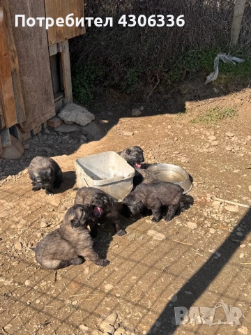 Шарпланинец кученца - чистокръвни , снимка 4 - Други - 53628473