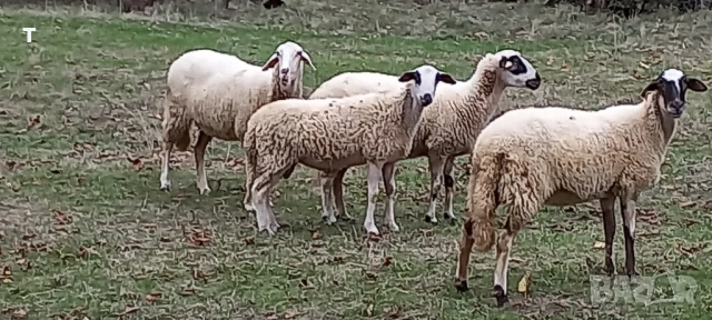 продавам овен / коч, снимка 3 - Овце - 51754770