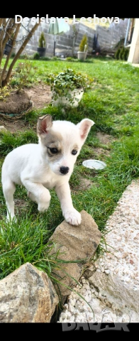 Остана този последен мъник мъжки е и си търси любящи стопани  :)