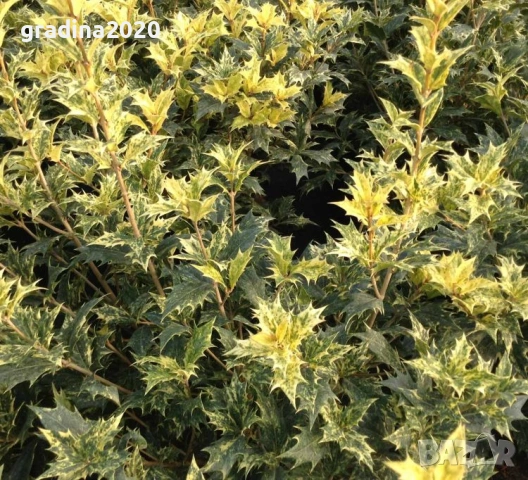 Османтус 'Goshiki'