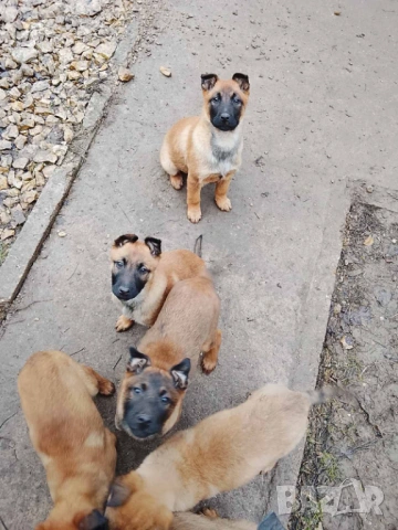 Малки белгийски овчарки 