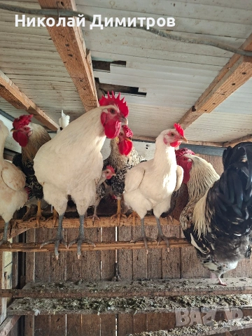 яйцата от фамилна ферма., снимка 5 - Кокошки и пуйки - 54261264