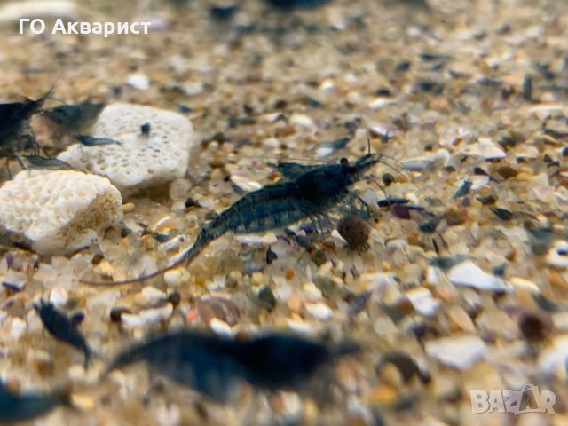 Сини скариди / Blue Shrimp, снимка 3 - Рибки - 45625360