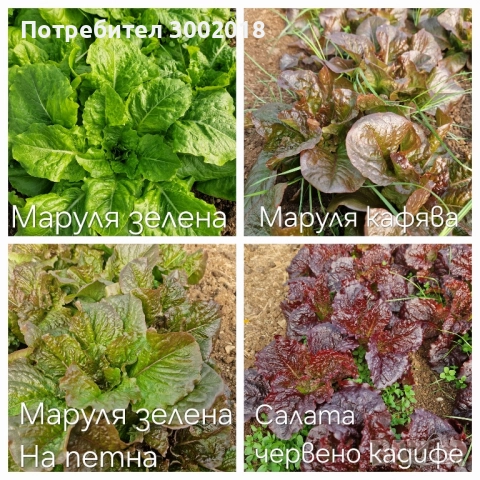 семена стари сортове , снимка 2 - Сортови семена и луковици - 51660347