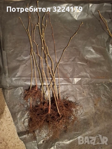 Разсад лешници - Римски, Ран Трапезундски, снимка 3 - Разсади - 51781976