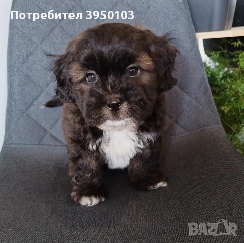 Shih poo/Mini poodle , снимка 7 - Пудели - 54302563