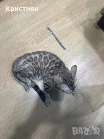 Бенгалска котка момиче, снимка 2 - Бенгалски - 53664599