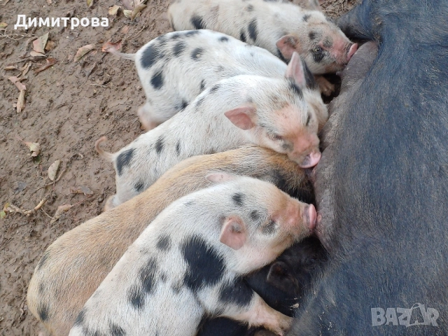 Разменям виетнамски прасета за други животни или зърно, снимка 3 - Прасета - 52406042