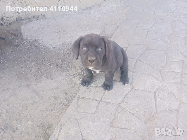 Кане Корсо продавам , снимка 5 - Други - 53699451