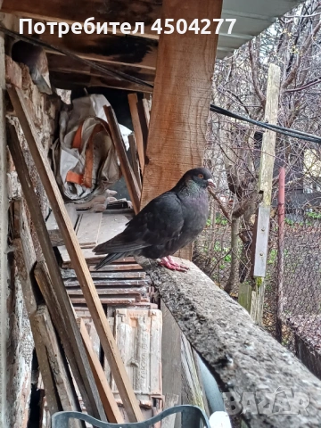 Свободни гълъби