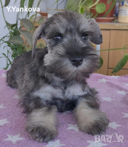 Мини шнауцер, женско Salt & Pepper , снимка 2 - Други - 52515218
