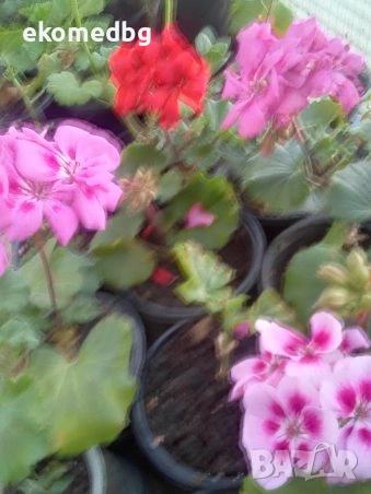 Мушкато Сакъзи и Кралско мушкато, снимка 3 - Градински цветя и растения - 53944126