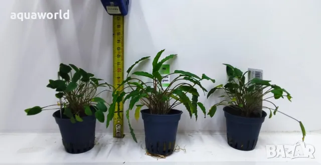 "Безплатна доставка" Cryptocoryne wendtii Green, снимка 2 - Оборудване за аквариуми - 47078677