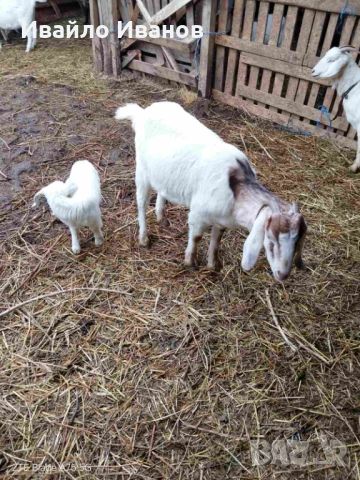 Продавам кози с ярета, снимка 2 - Кози - 53247338