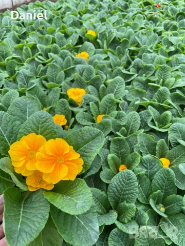 Иглика, снимка 8 - Градински цветя и растения - 53354409