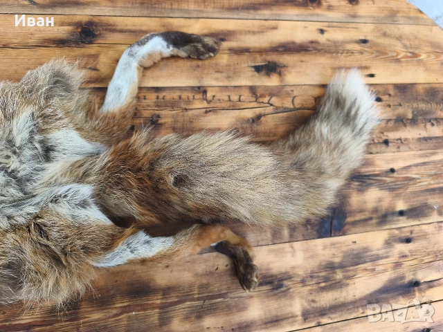 яка от лисица / кожа от лисица , снимка 10 - Антикварни и старинни предмети - 53697346