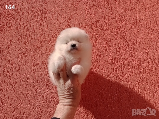 Женско мини Померанче. Реални снимки! Померан., снимка 4 - Померан - 53612873