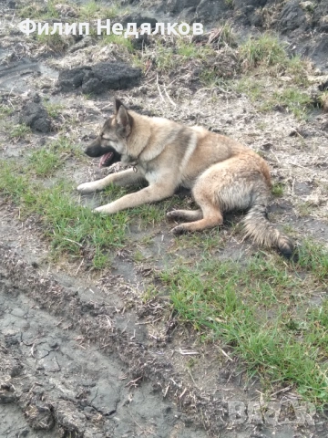 Женска овчарка на 8 месеца , снимка 5 - Немска овчарка - 53635855