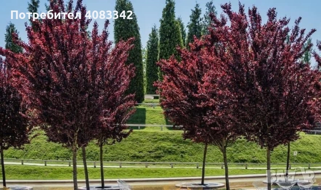 Червенолистна Слива 