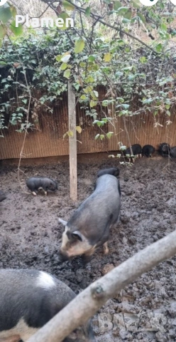 продавам виетнамски прасета, снимка 2 - Прасета - 53541930