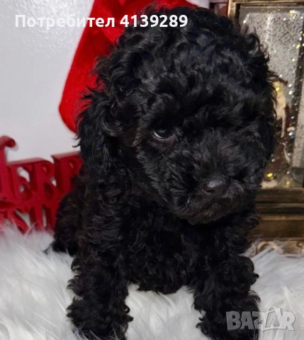 Пудел мини мини , снимка 5 - Пудели - 52754833