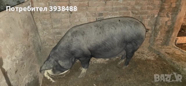 Свиня майка на 2 прасила и работещ нерез на 1 г 6 м., снимка 4 - Прасета - 53857707