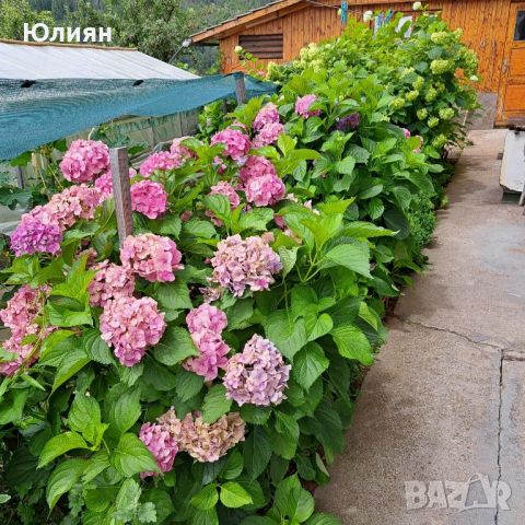 Хортензия ,бяла и розова , снимка 8 - Градински цветя и растения - 45320991