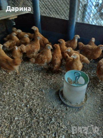 Пилета Ню Хемпшир, снимка 4 - Кокошки и пуйки - 53394021