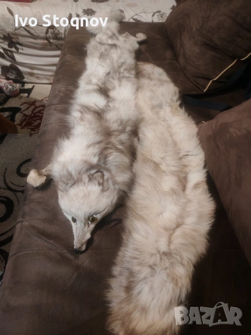 яка от сребърна лисица, снимка 3 - Шалове - 54114619