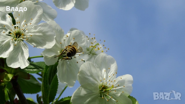 Фотоапарат Sony HX 300, снимка 13 - Фотоапарати - 54239081