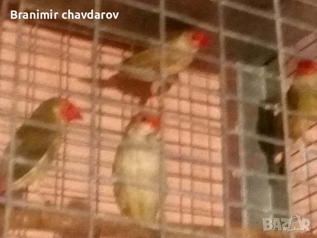 Продавам трастикови  белолики гулдови амадини, снимка 4 - Амадини - 50845325