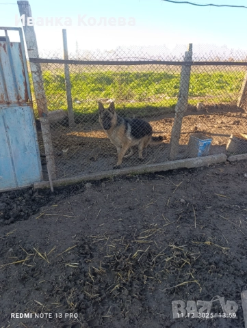 Продавам мъжки немец на 11 месеца тел 0896132959, снимка 2 - Немска овчарка - 52895330