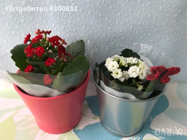 2 бр kalanchoe Каланхое за , снимка 1 - Стайни растения - 48514431