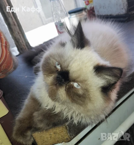 Продавам прекрасни персийски котенца , снимка 3 - Персийска - 50016785