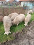 Продавам овце с малки агнета, снимка 6