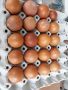 Яйца от Маран, снимка 1