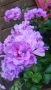 Pelargonium Каскадна моловка,сакъз, снимка 3